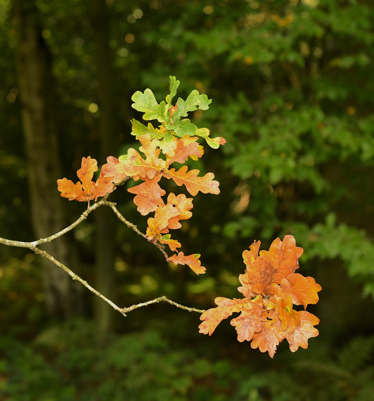 Image - oak leaf autumn oak leaves green