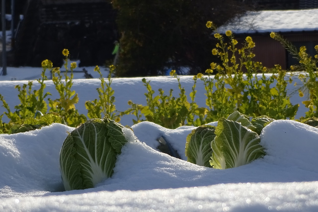 Image - vegetables chinese cabbage