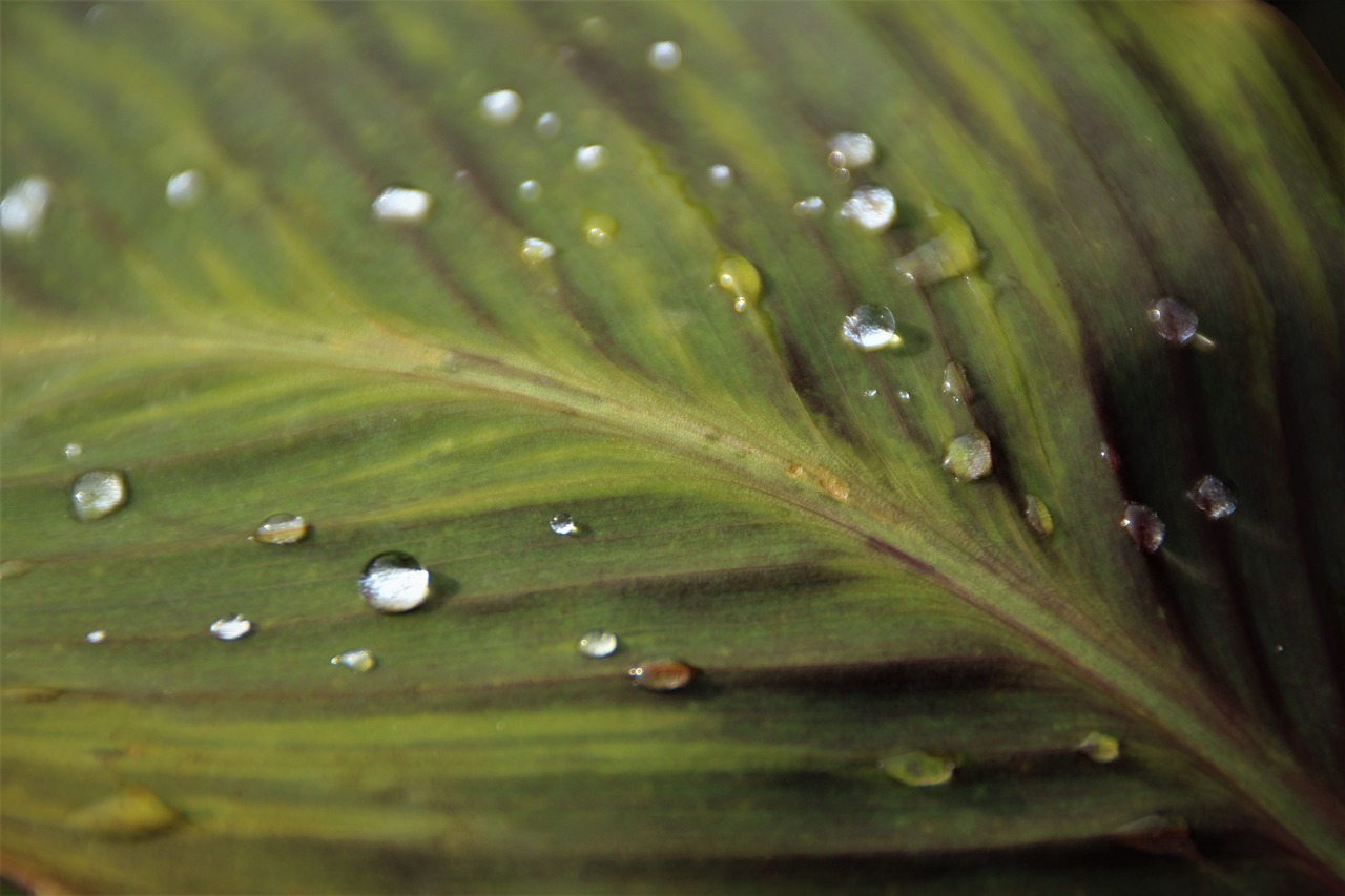 Image - leaf big leaf drop of water