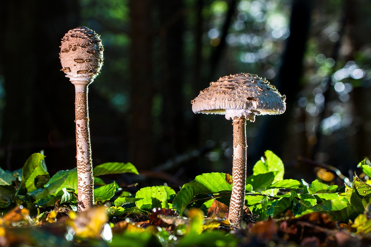 Image - mushroom schirmling parasol