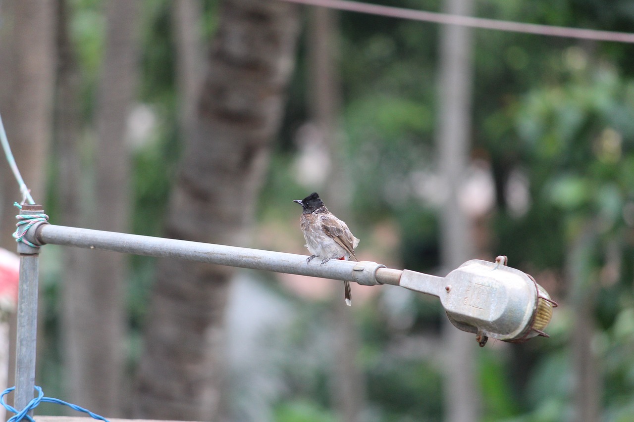 Image - sparrow garden tube light