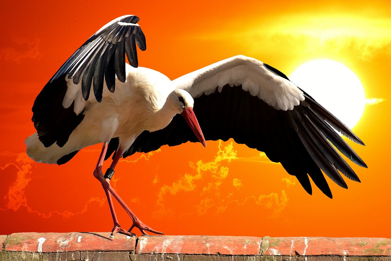 Image - stork bird roof sunset fly