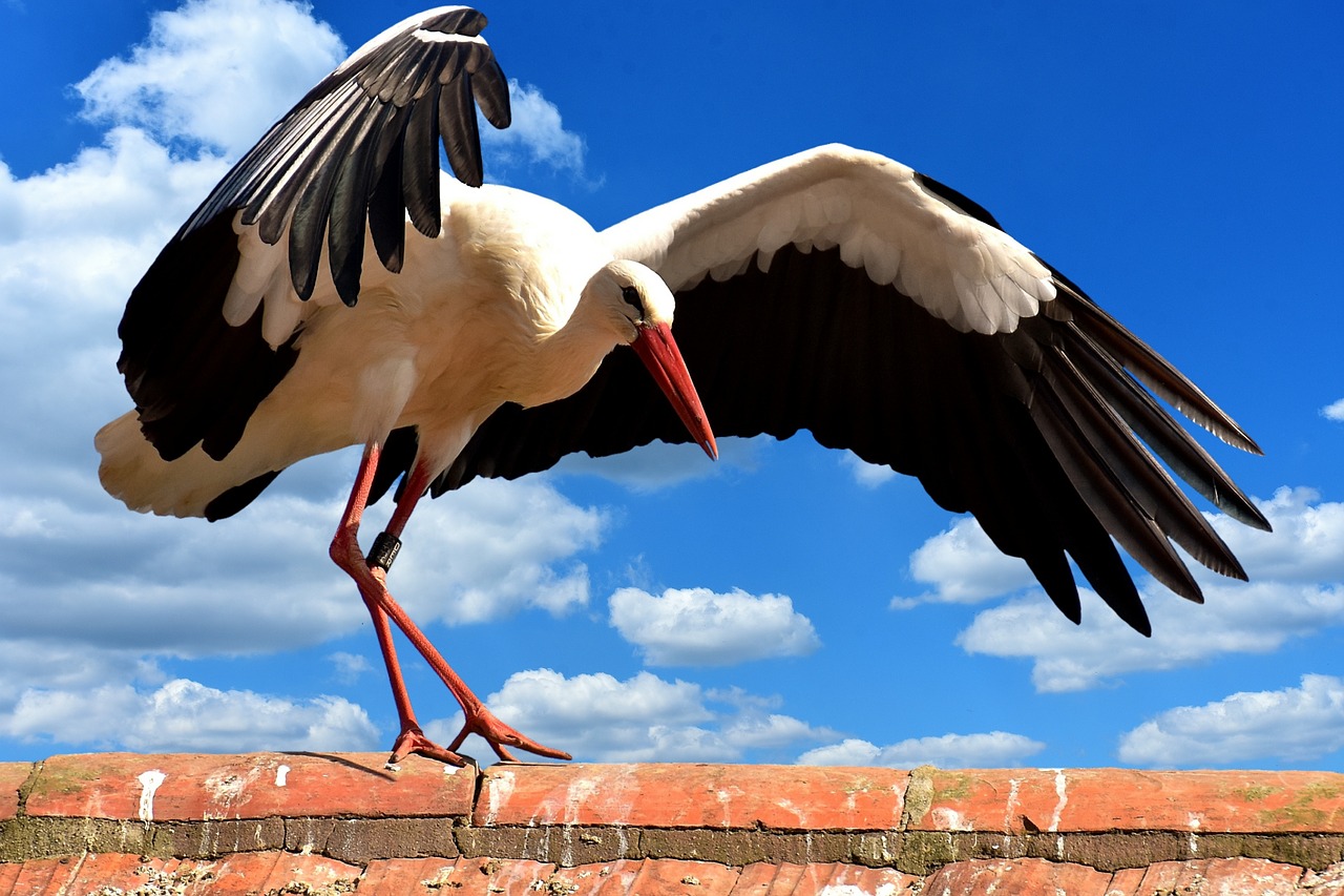 Image - stork bird roof sky clouds blue