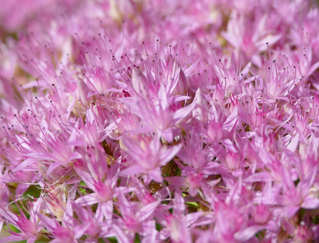 Image - stonecrop filigree pink flowers