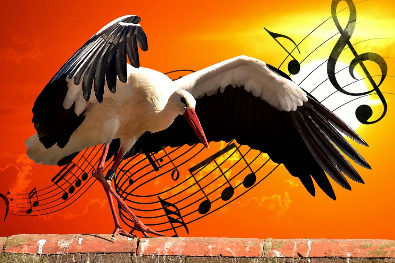 Image - stork bird music dance dance steps