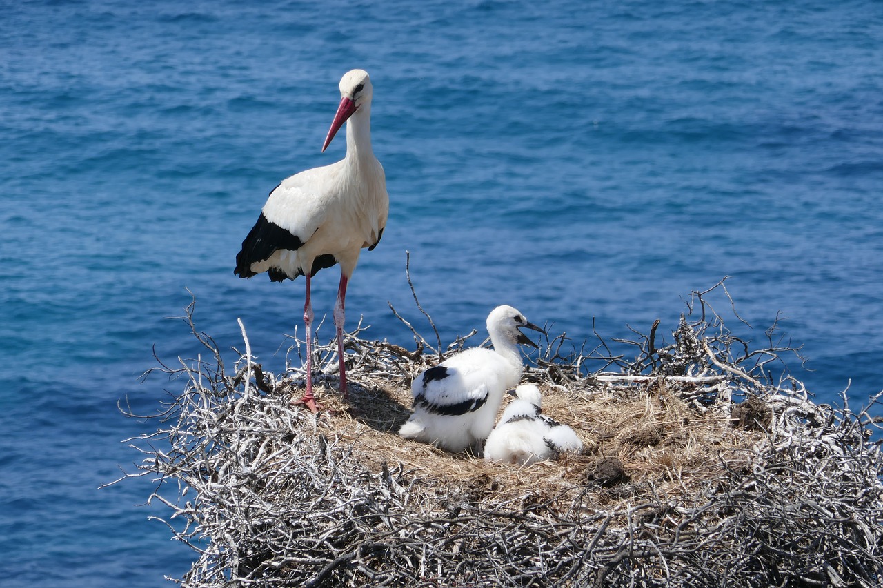 Image - stork portugal nest rock algarve