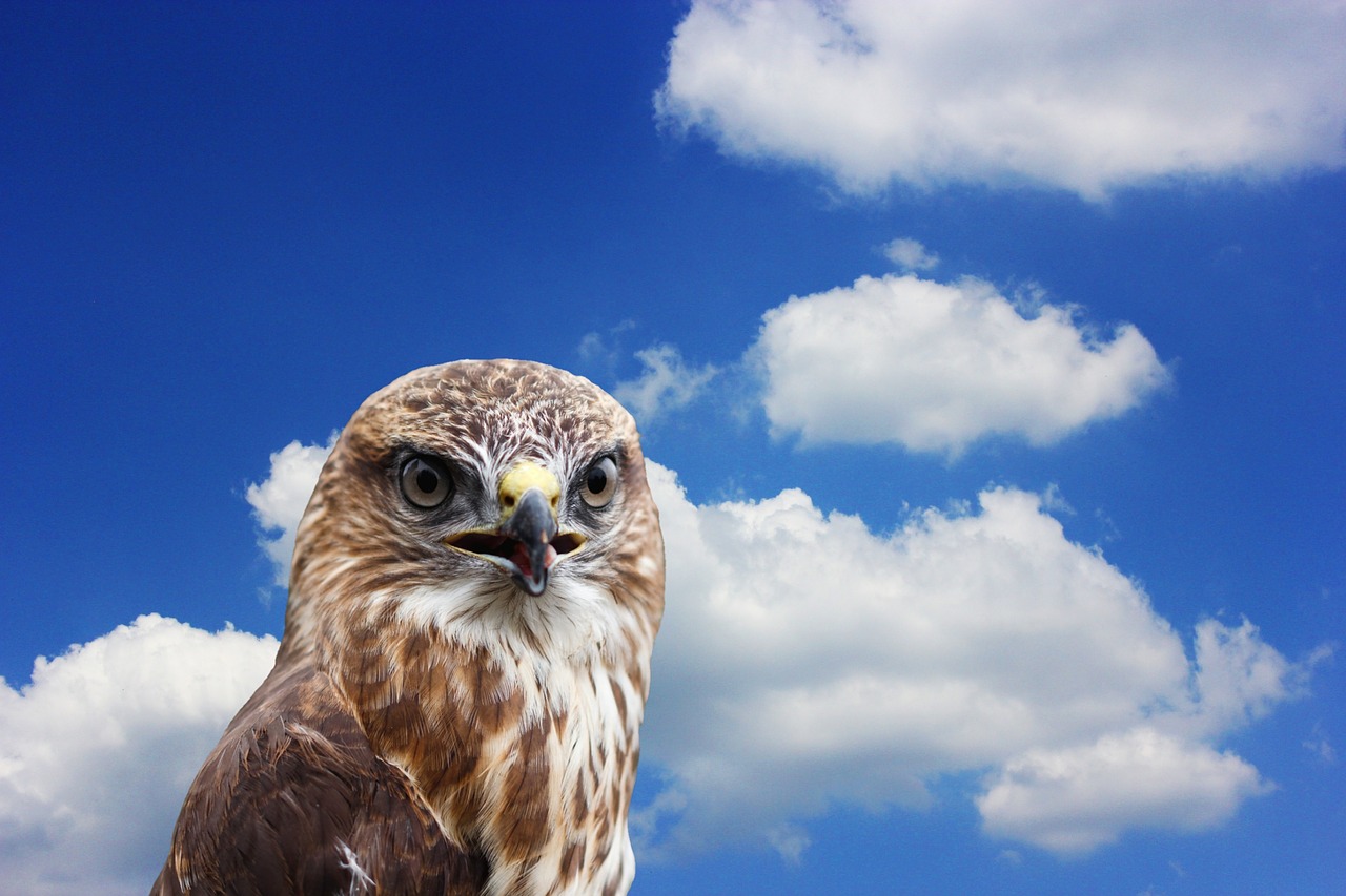 Image - buzzard bird raptor bird of prey