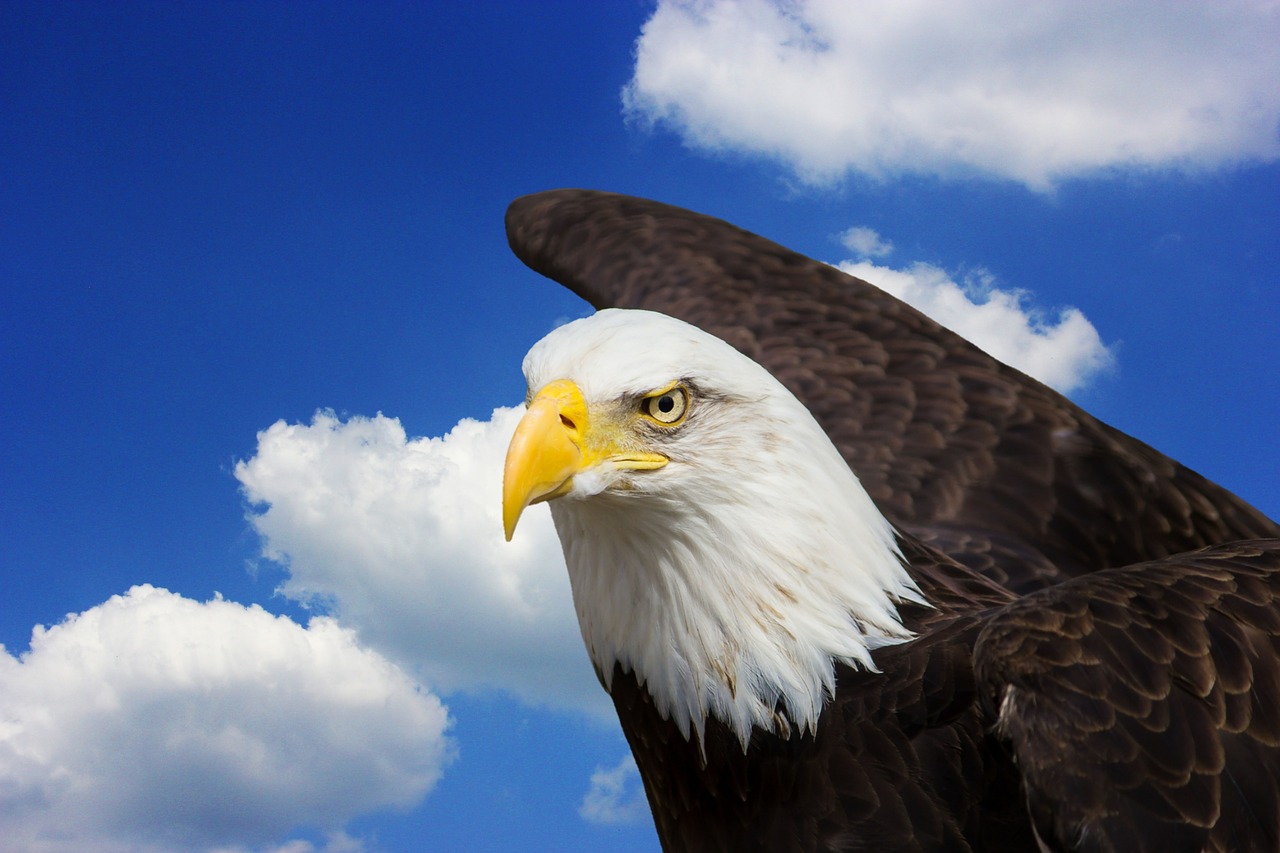 Image - adler bald eagles bird of prey