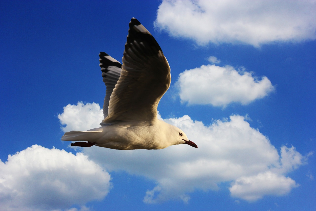 Image - seagull water bird seevogel plumage