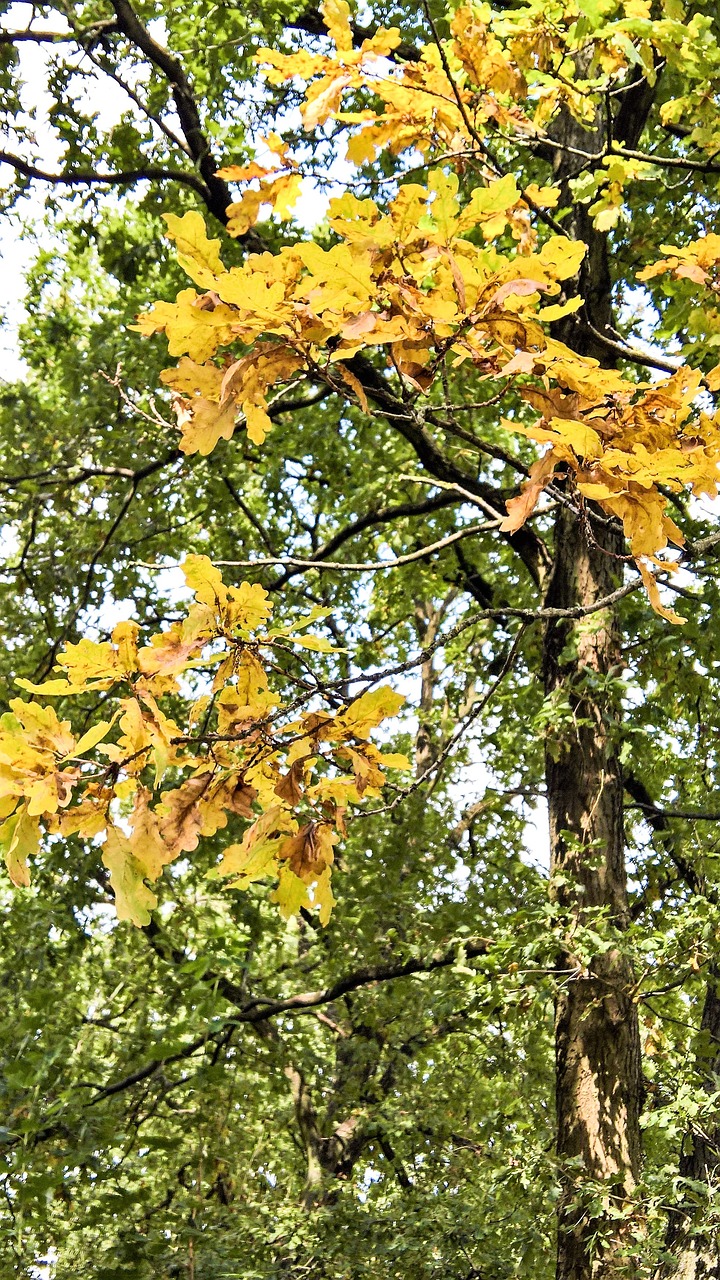 Image - oak oak leaves tree deciduous tree