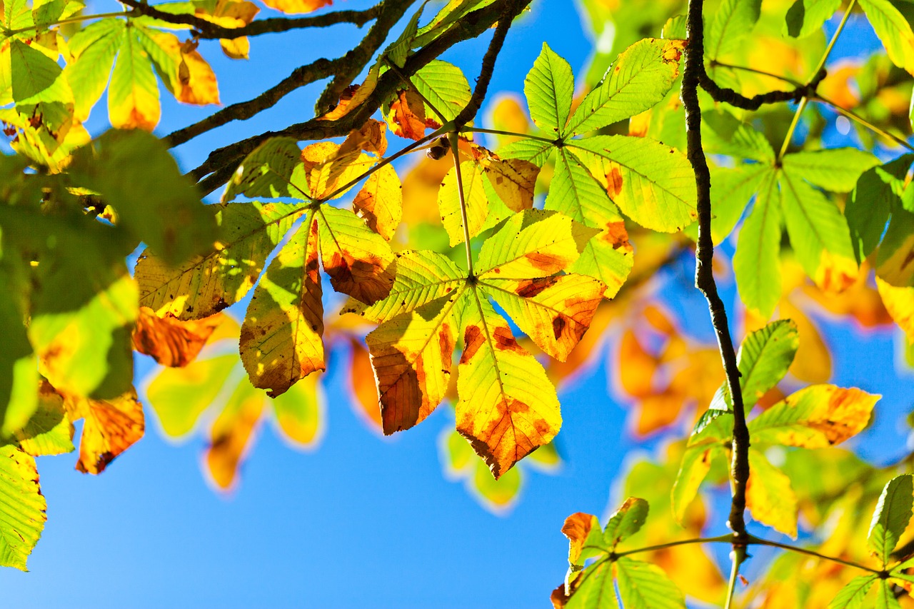 Image - horse chestnut tree aesculus