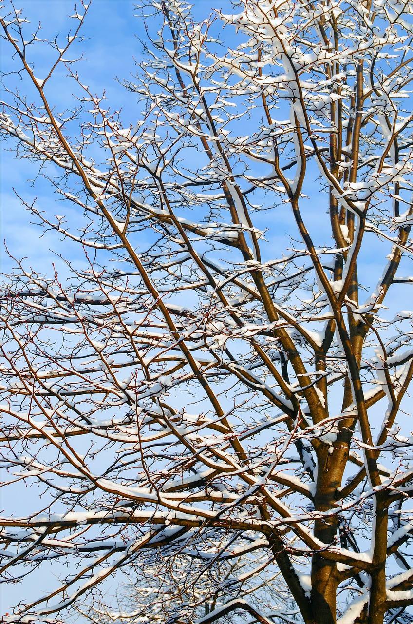 Image - nice winter day tree trees macro