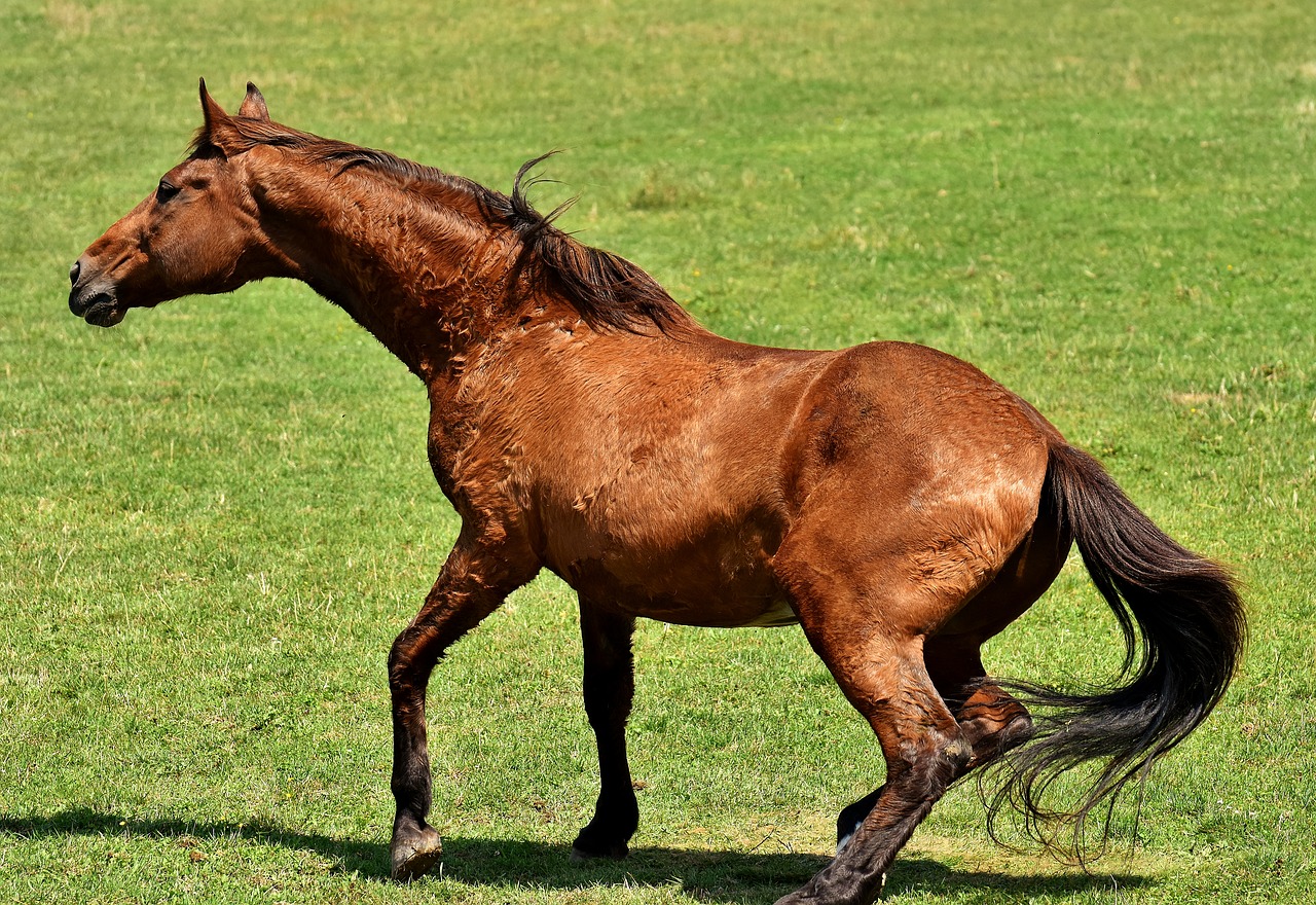 Image - horse coupling stand up left out