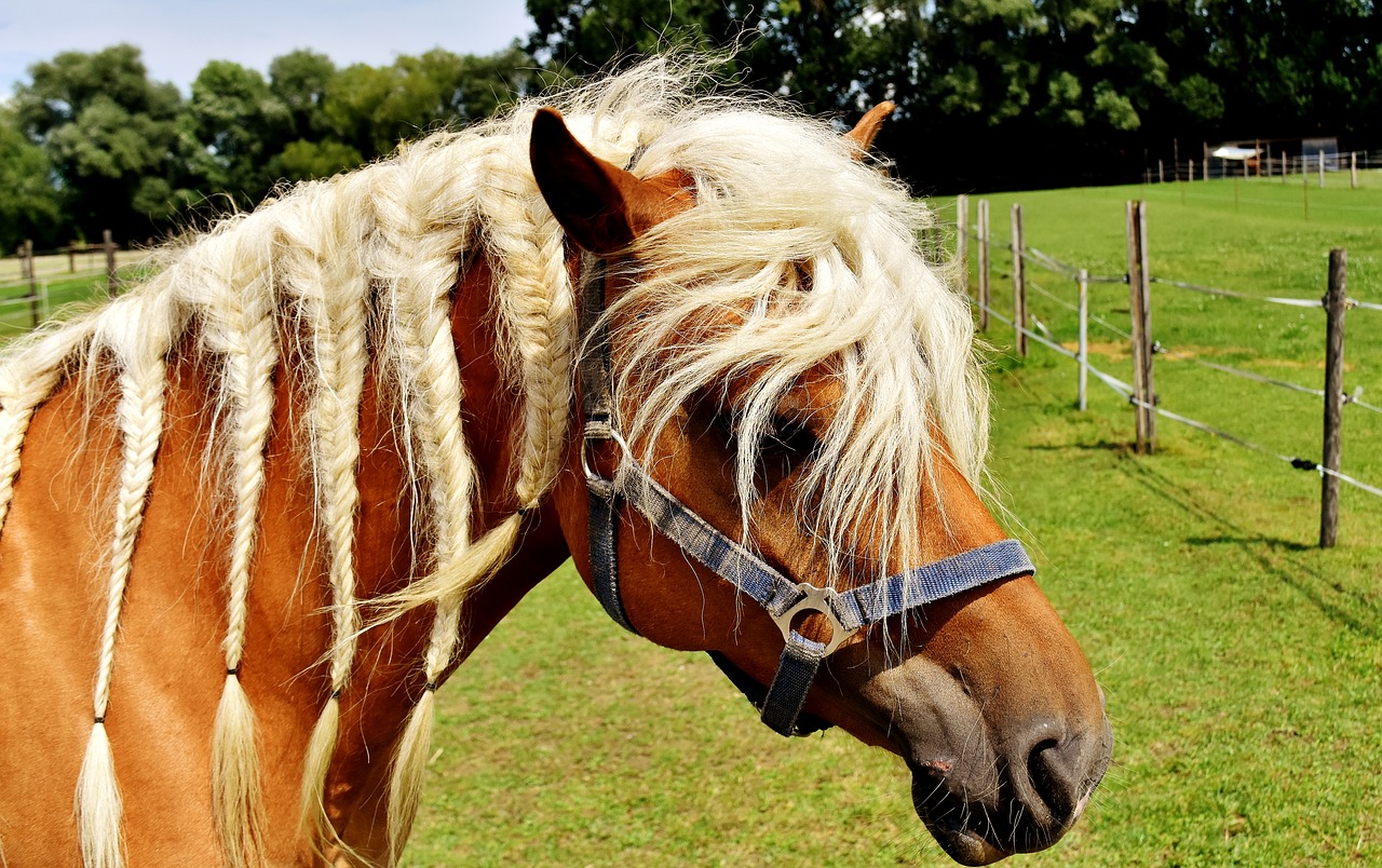 Image - haflinger horse mane pferdeportrait