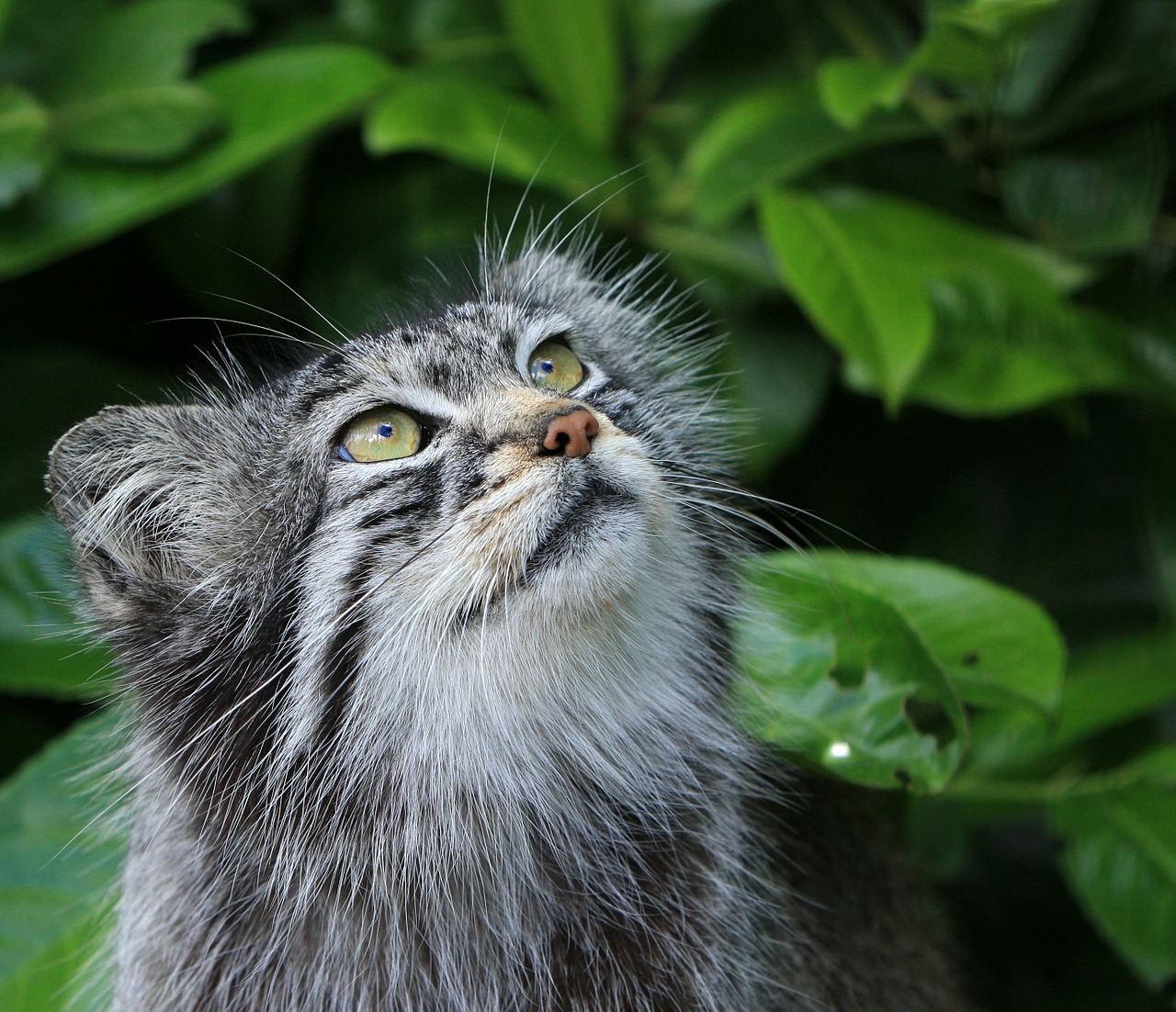 Image - pallas cat cat manul wild wild cat