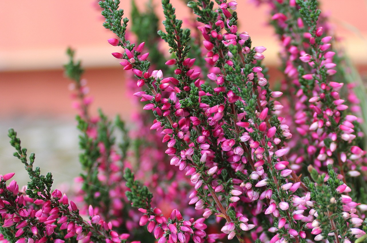 Image - heather plant violet nature