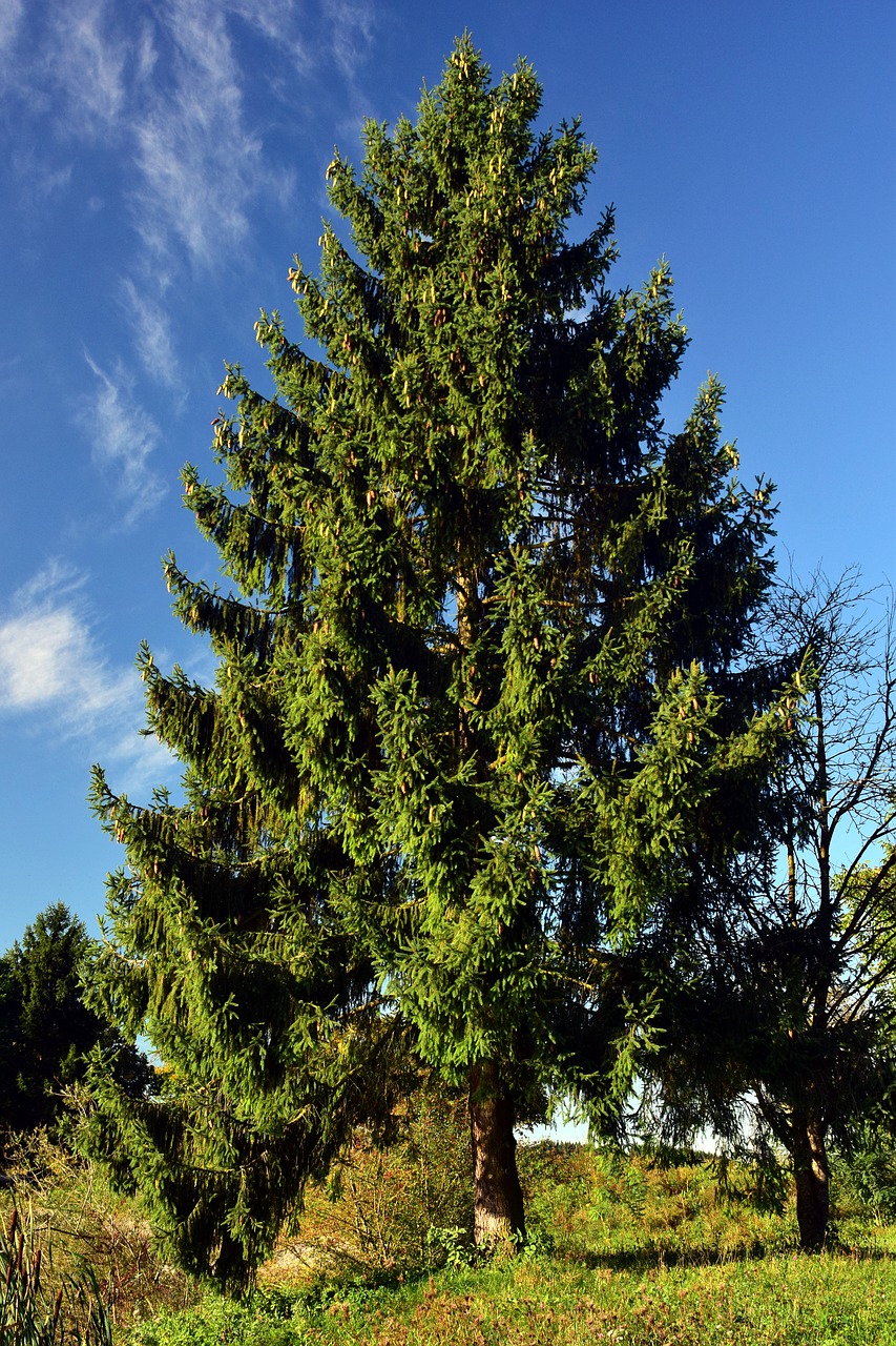 Image - spruce tree nature conifer tap