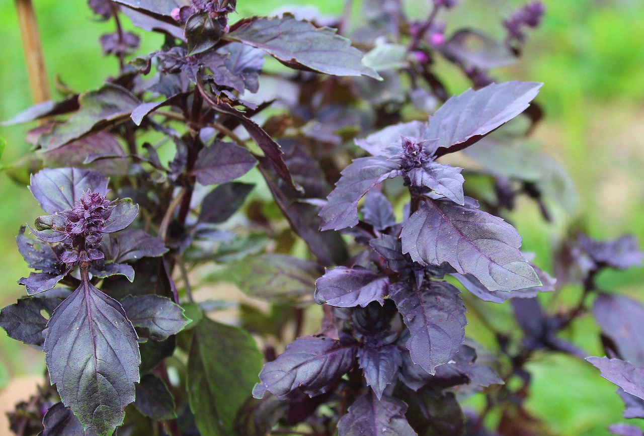 Image - red basil herbs spice plant