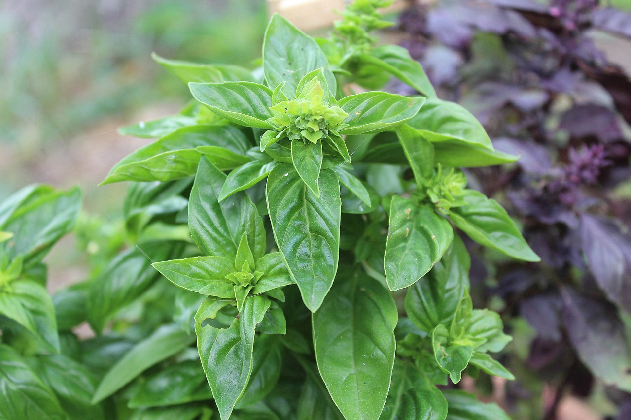 Image - basil total spice plant herbs