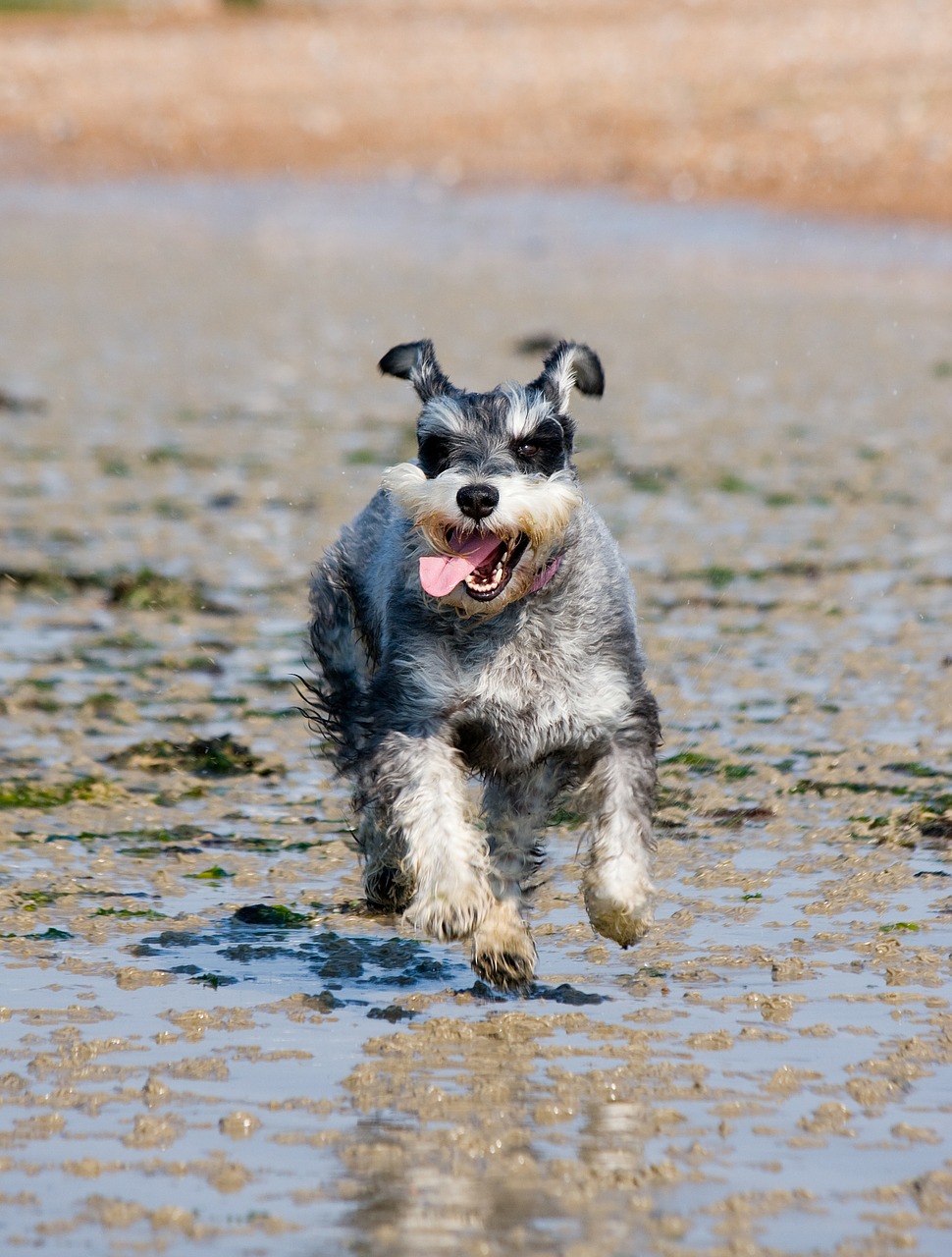 Image - schnauzer miniature schnauzer dog