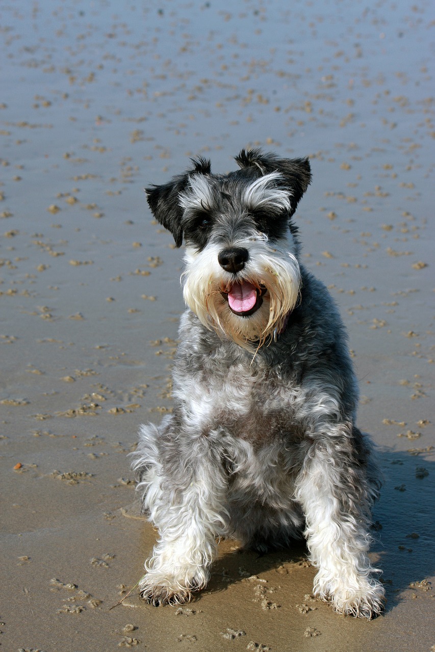 Image - schnauzer dog miniature schnauzer