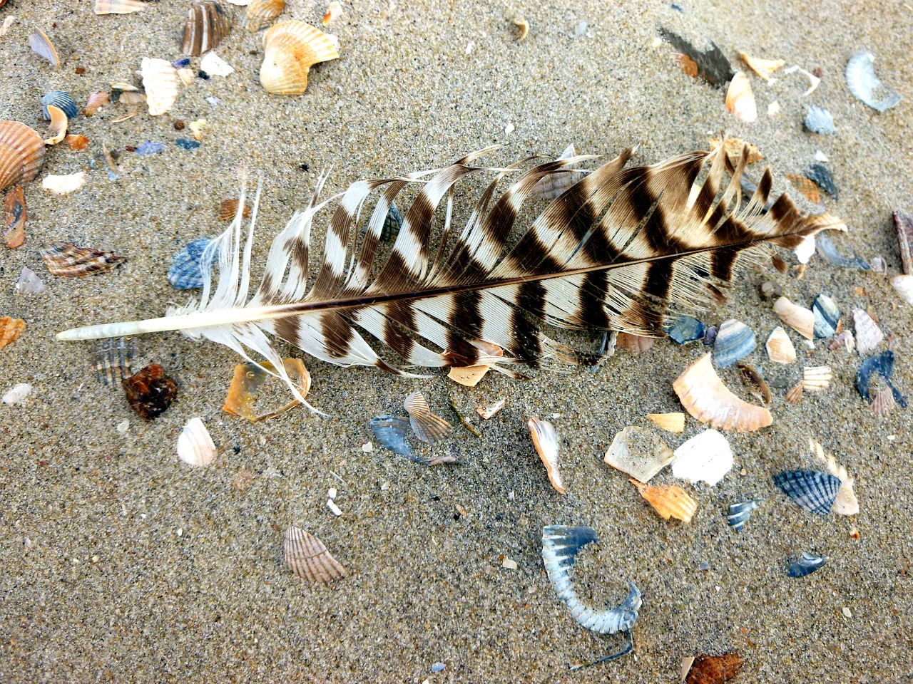 Image - bird feather seagull sand beach