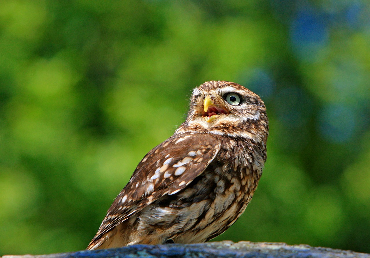 Image - owl little owl bird animal