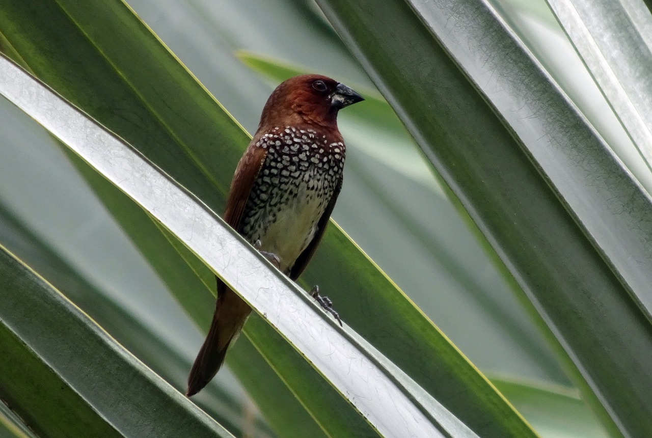 Image - spotted munia bird