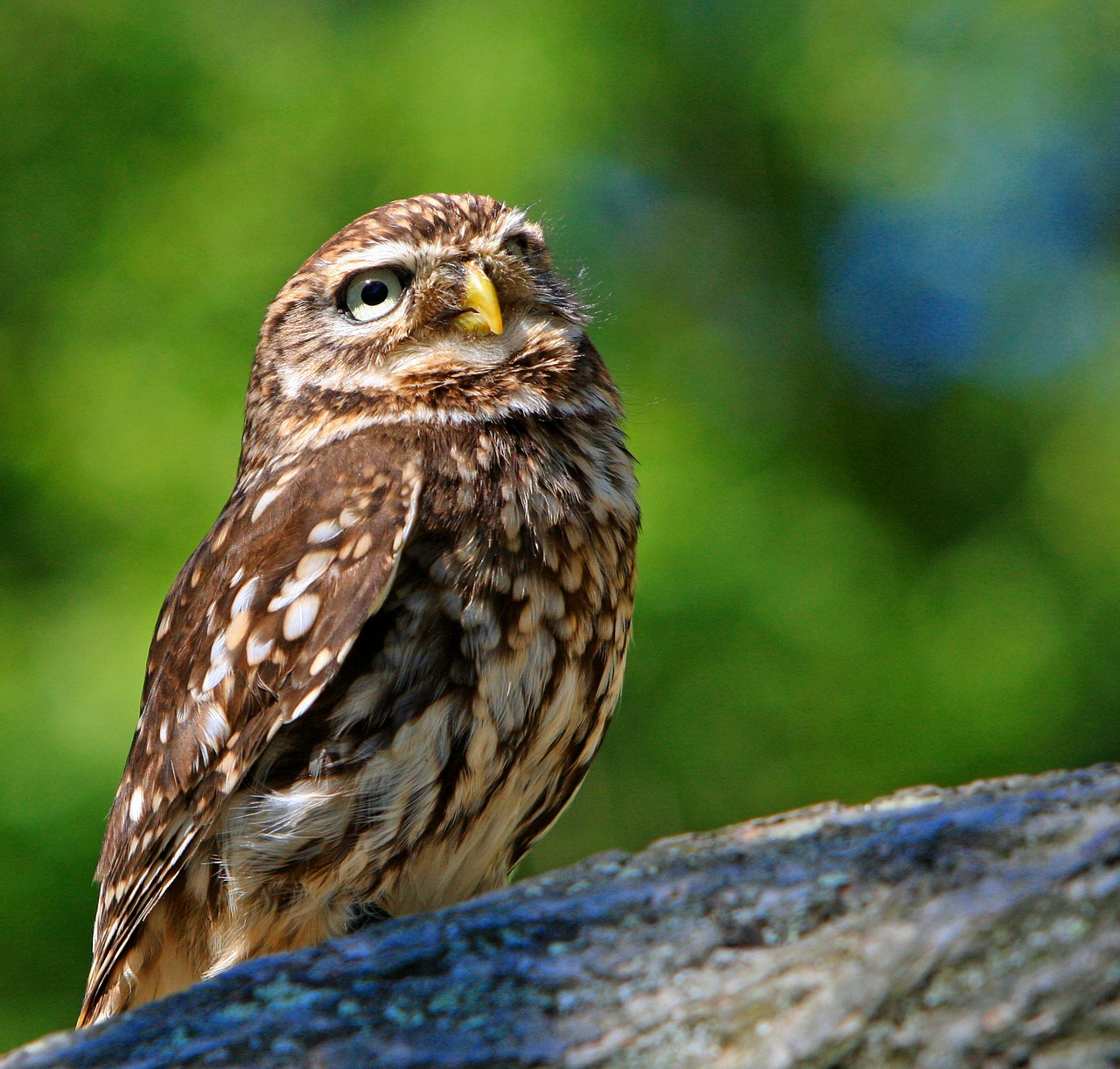 Image - owl little owl bird animal