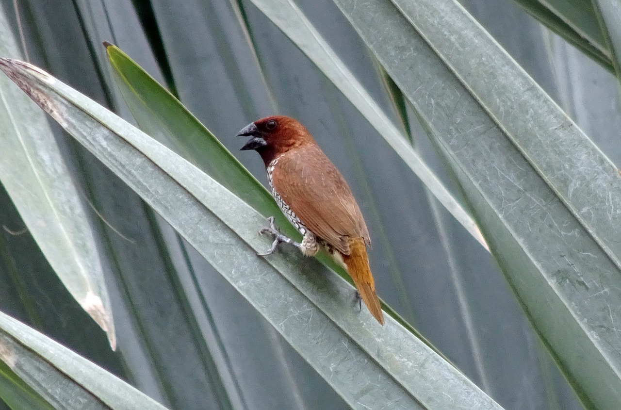 Image - spotted munia bird