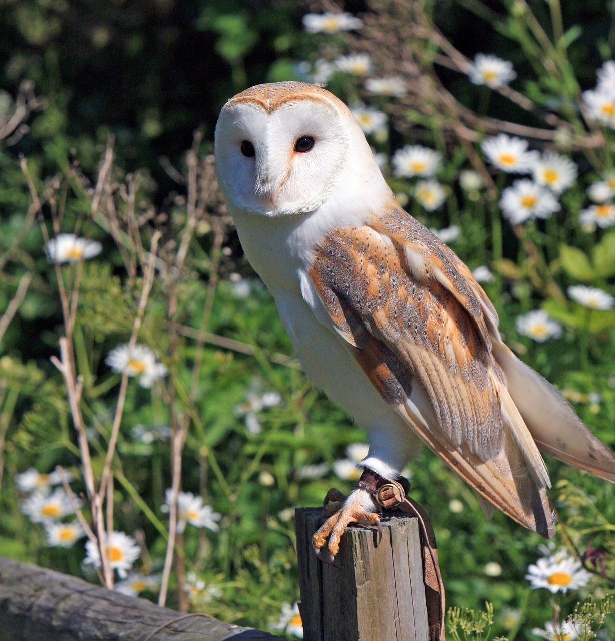 Image - barn owl owl bird animal wildlife