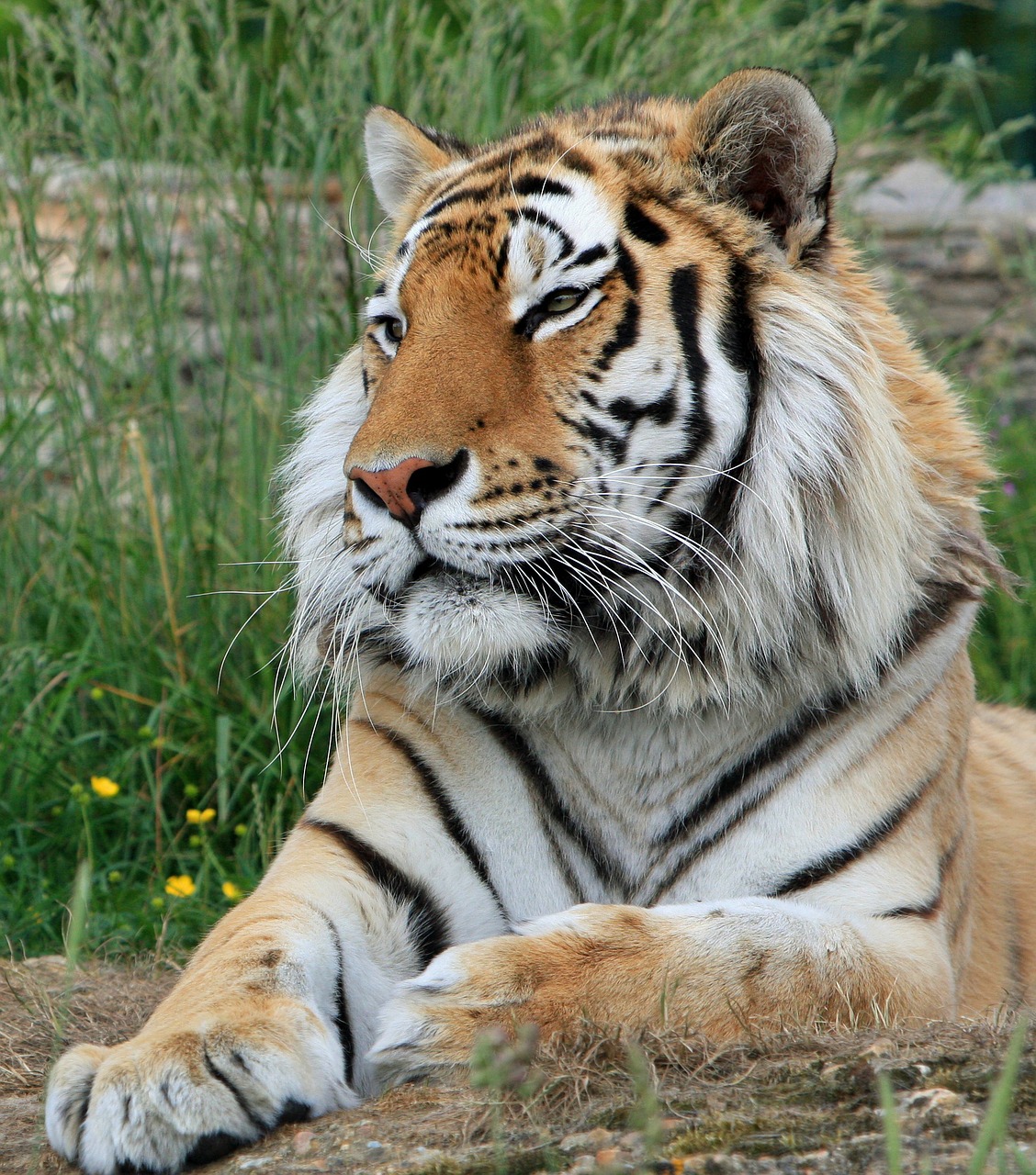 Image - tiger siberian tiger big cat feline