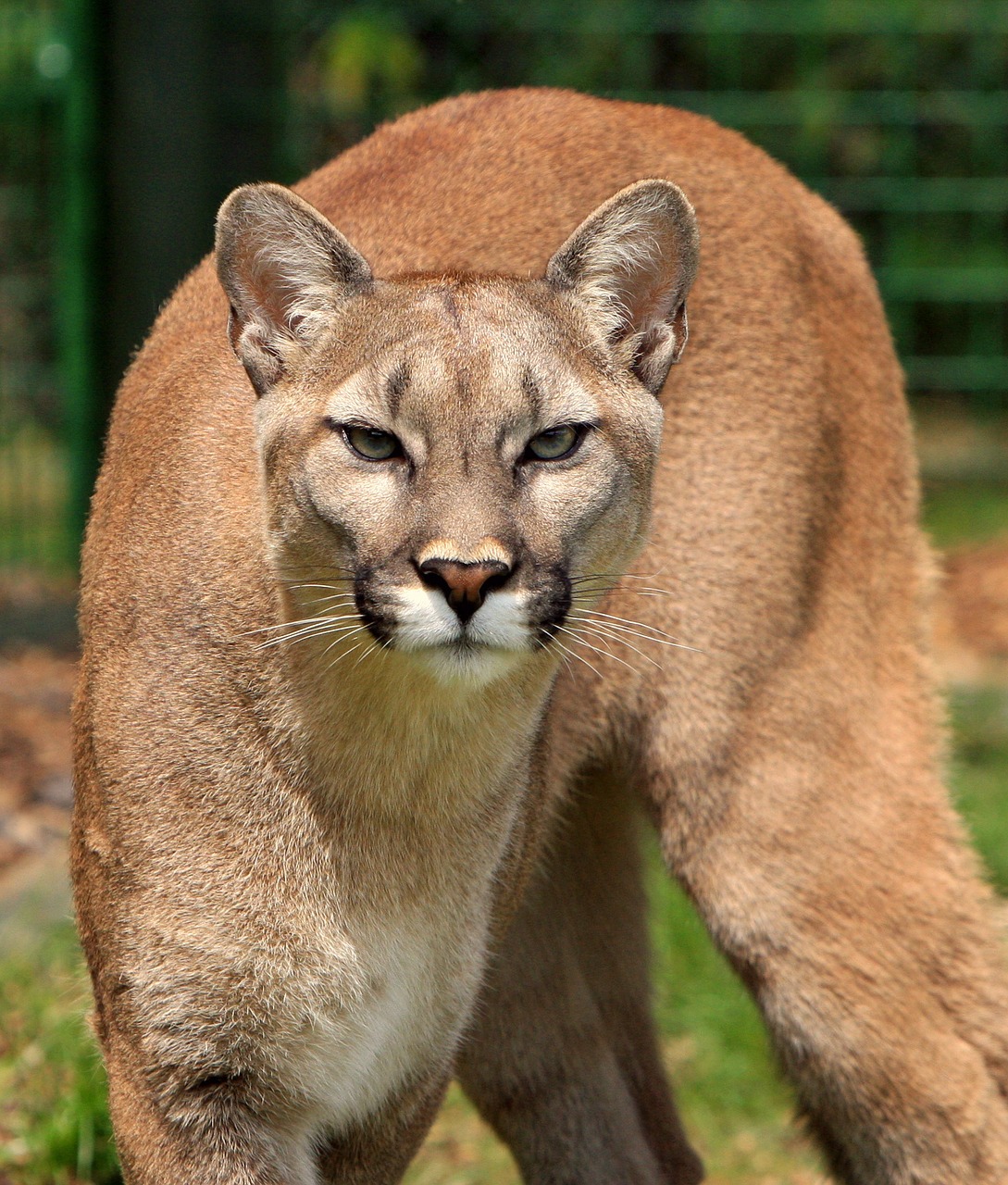 Image - cougar mountain lion puma concolor