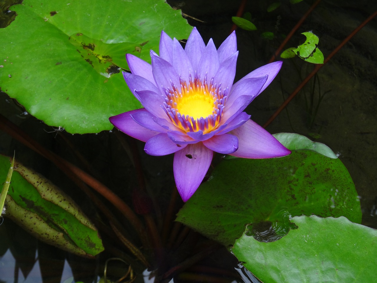 Image - flower violet yellow water