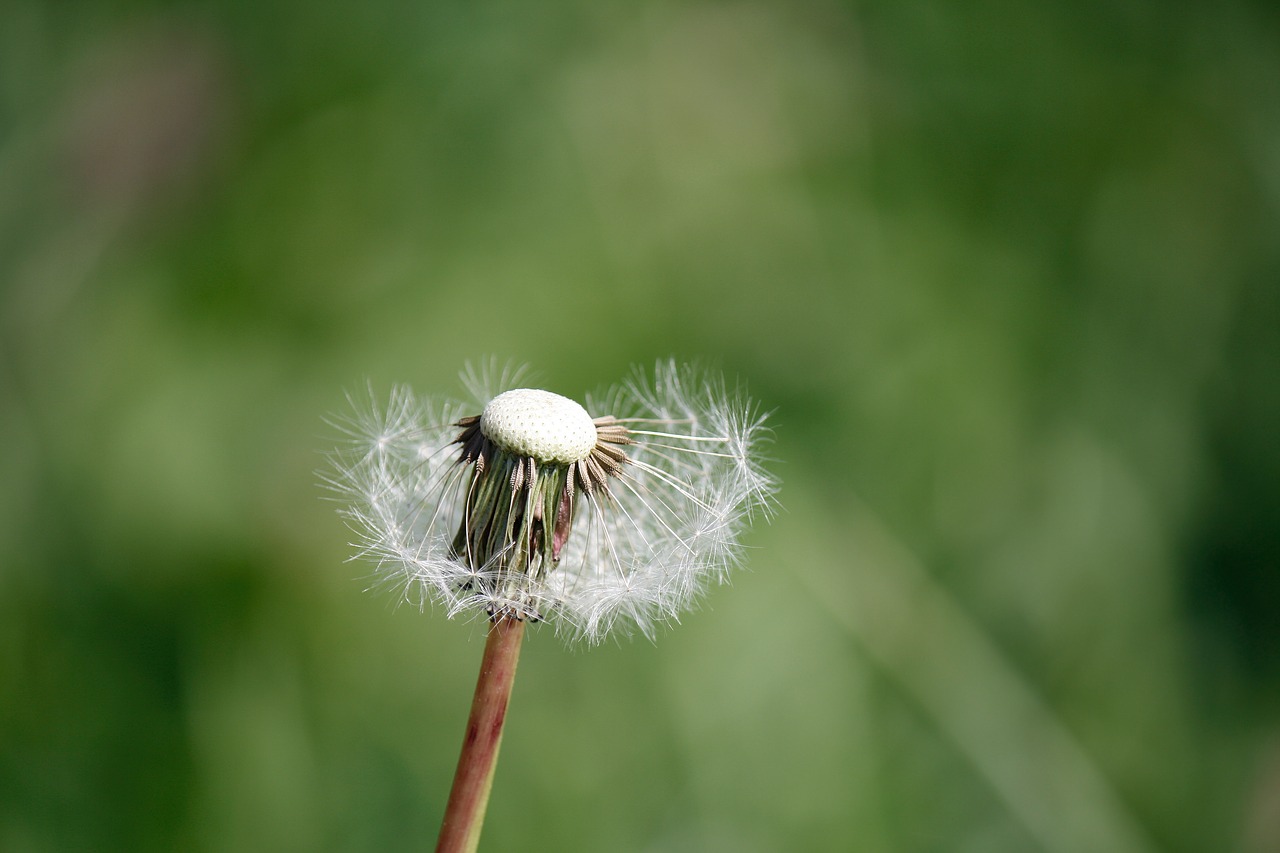 Image - dandelion nature close