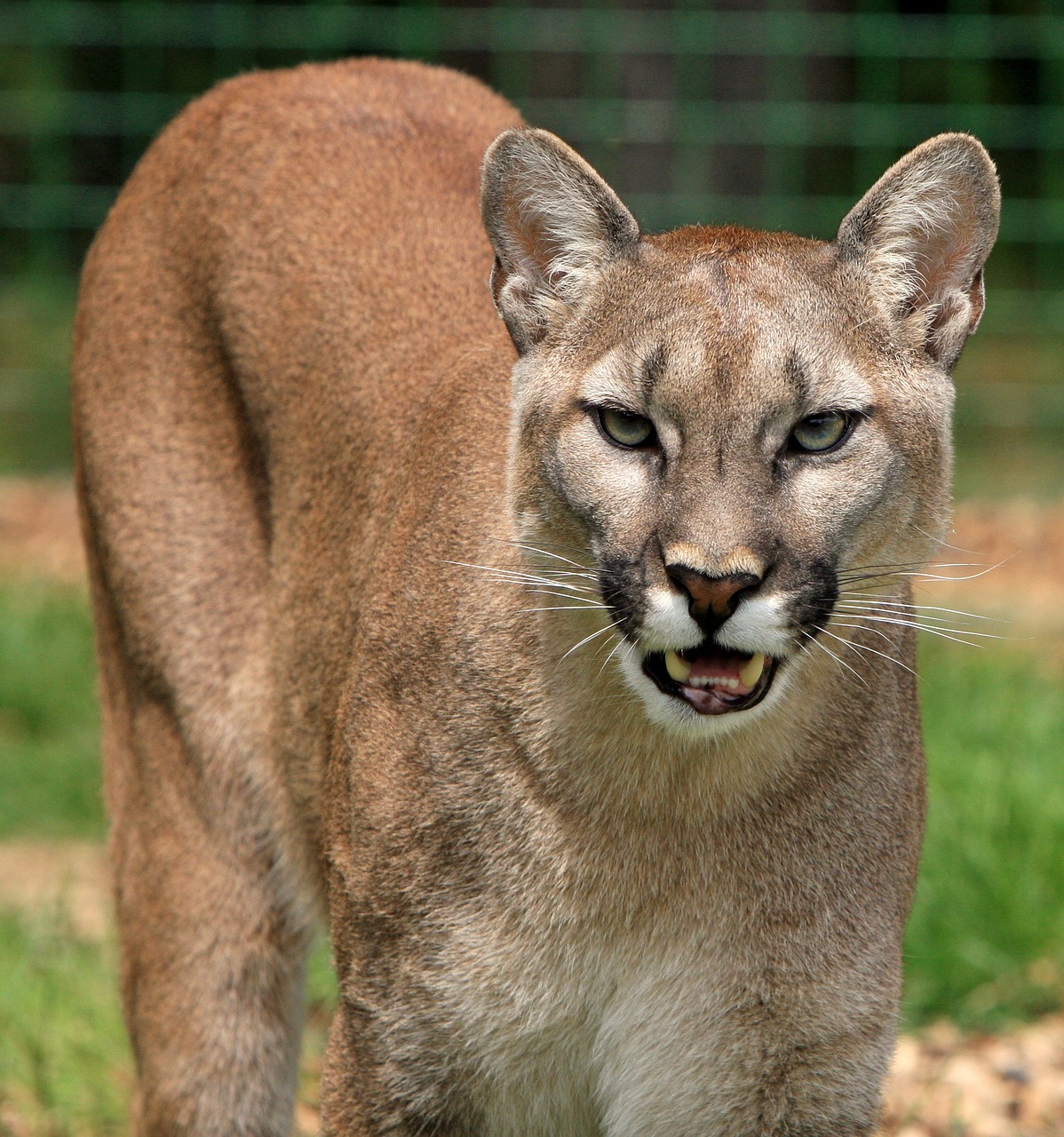 Image - cougar mountain lion big cat feline