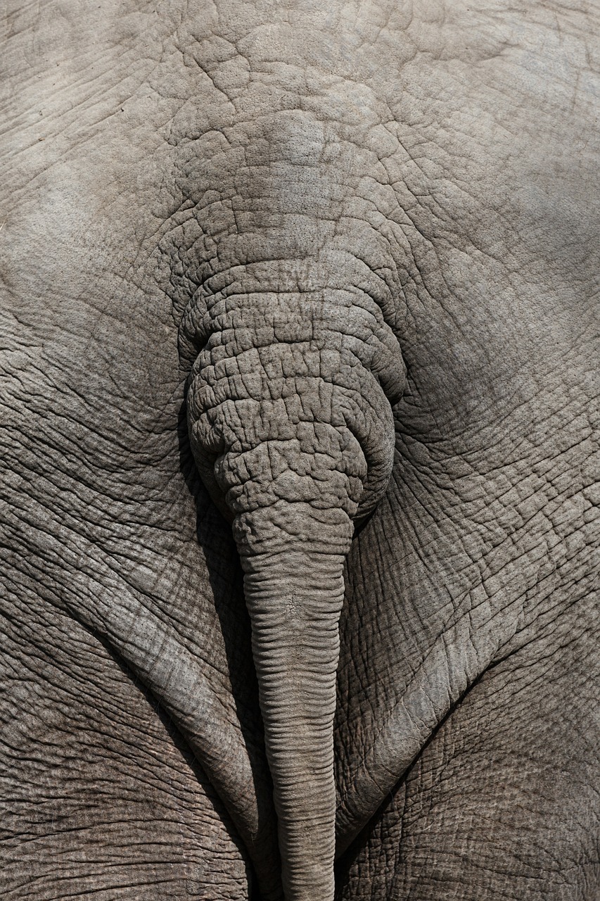 Image - africa african animal ass behind