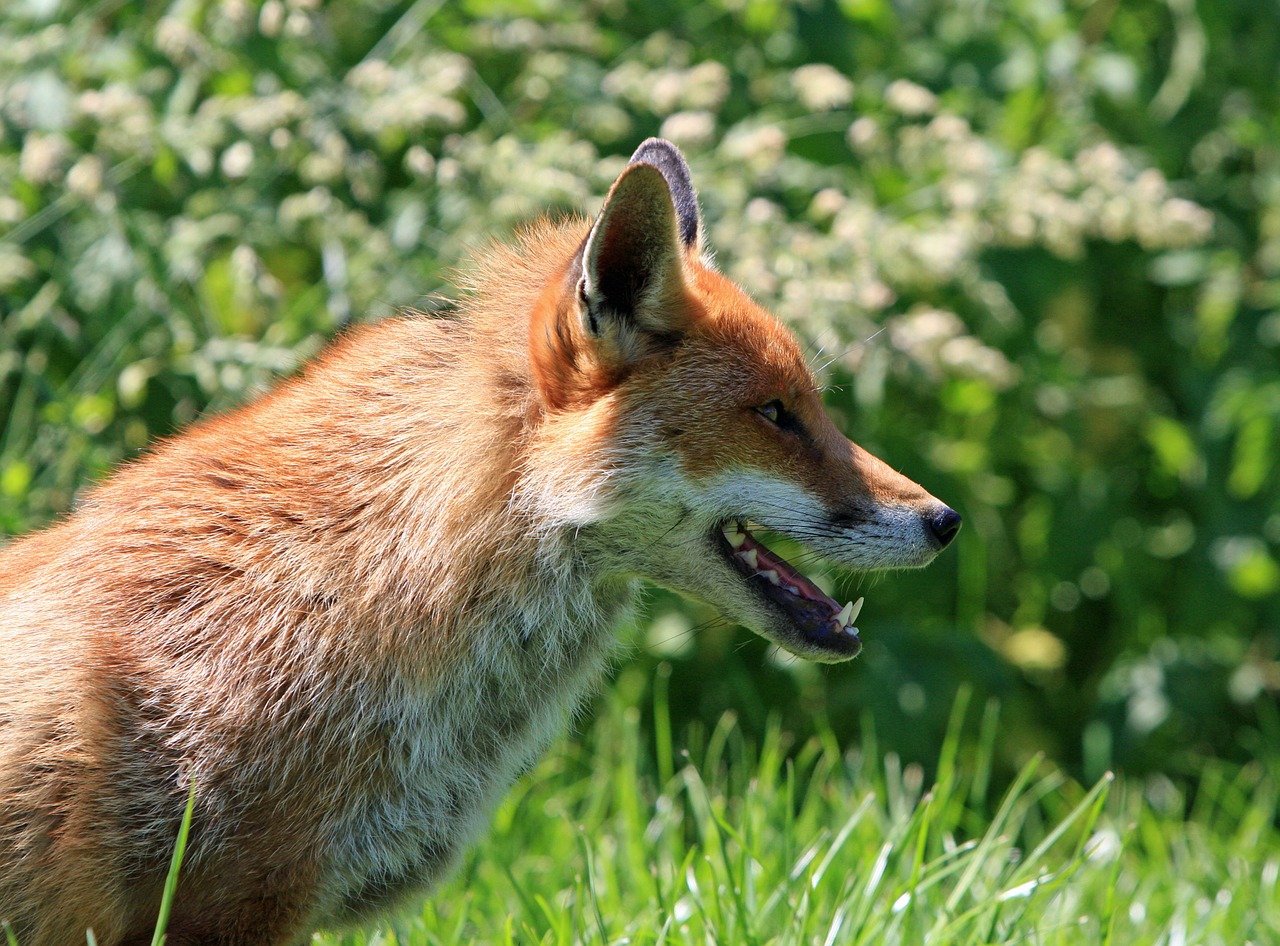 Image - fox red fox red portrait animal