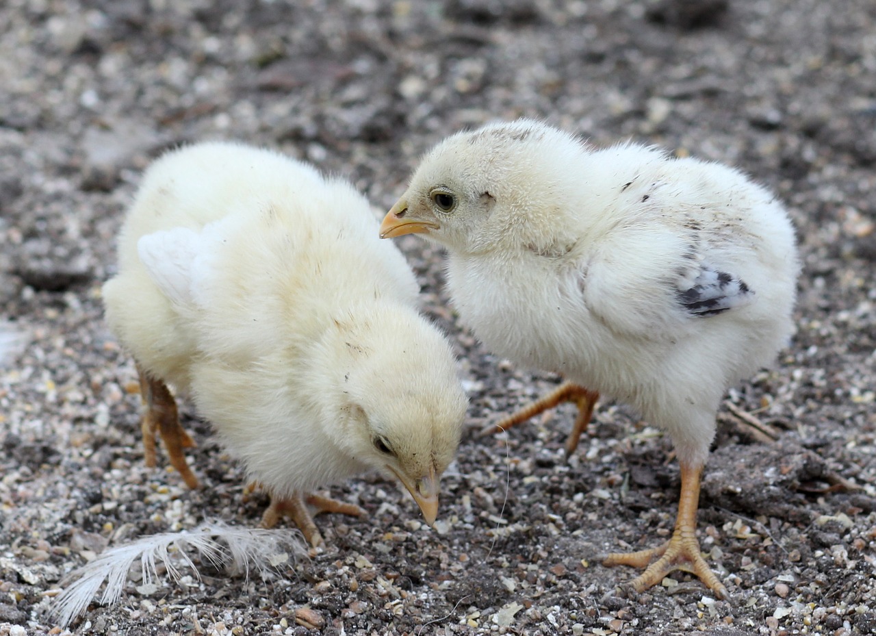 Image - chicken toddler fluffy gaina