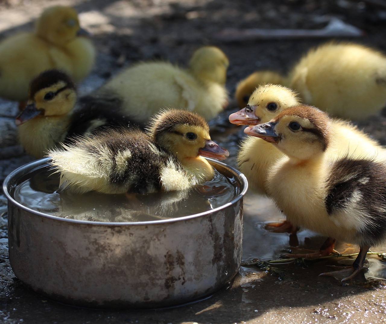 Image - duckling fluffy cute birds small