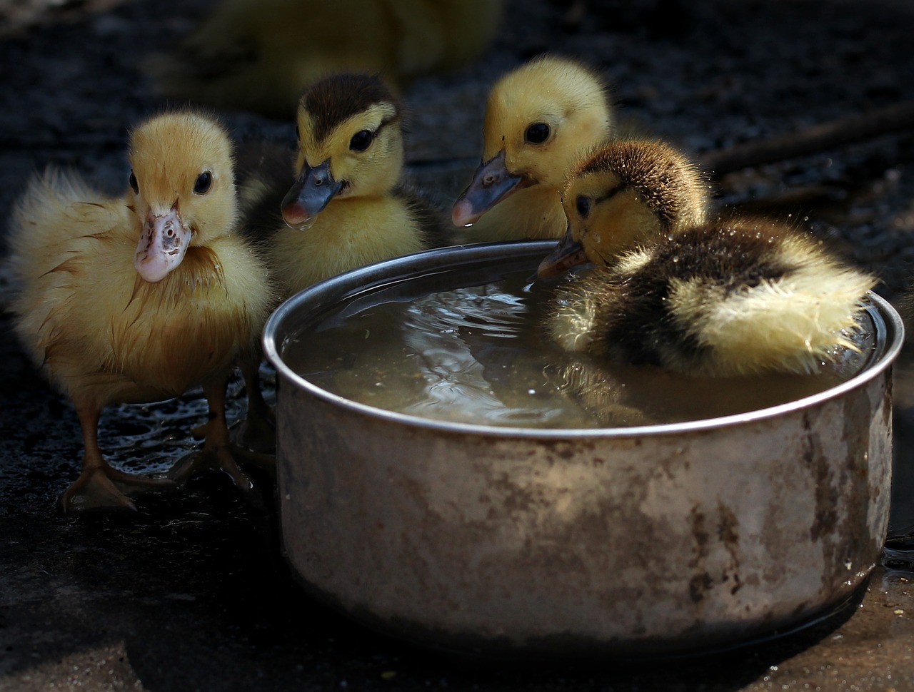 Image - duckling fluffy cute birds small