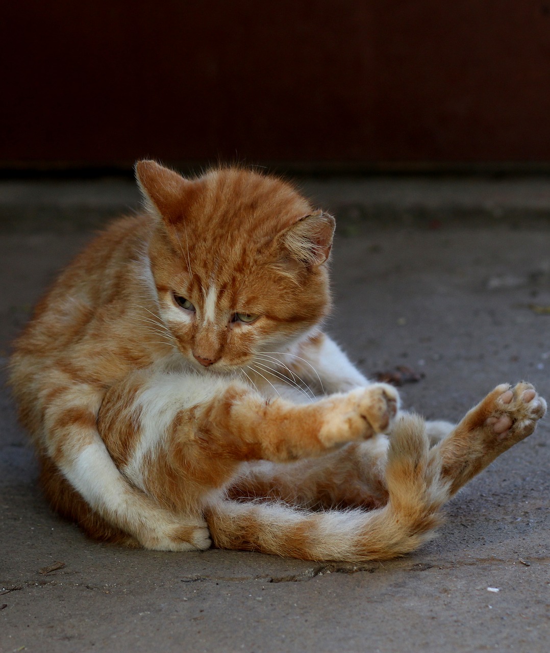 Image - cat red position yoga funny