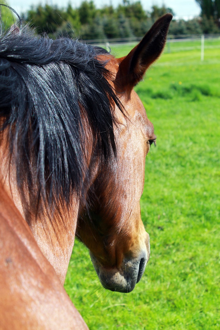 Image - horse horse head pferdeportrait