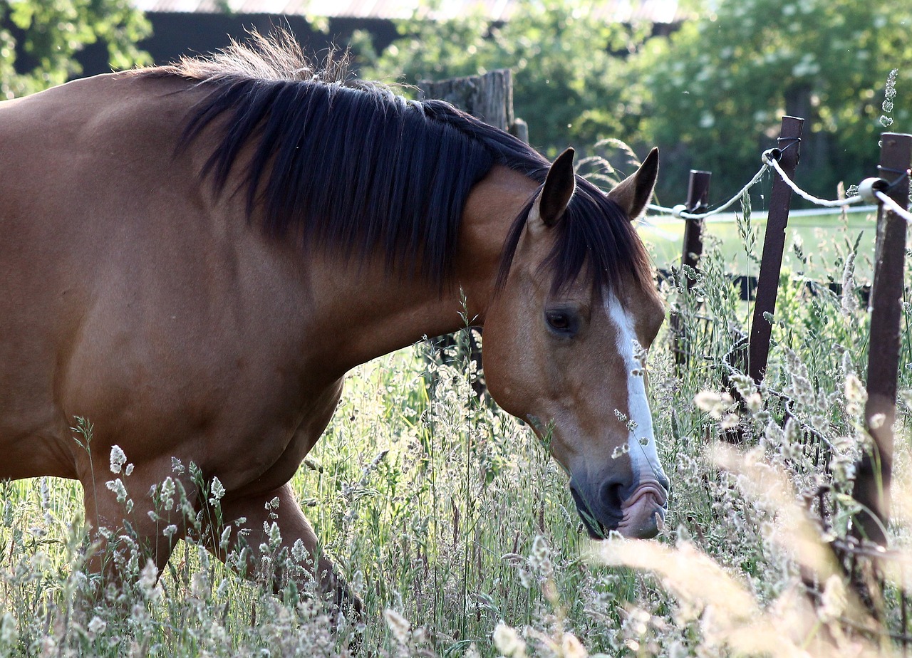 Image - horse weidend graze meadow pasture