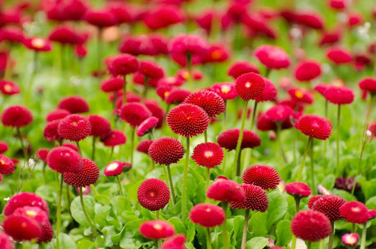 Image - flower red summer spring gardening