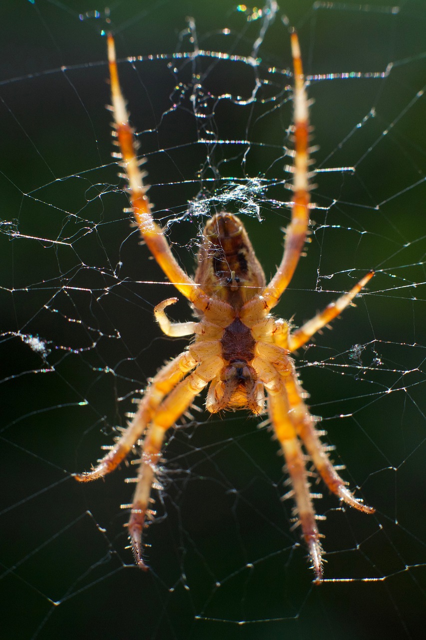 Image - macro fauna spider insect bokeh