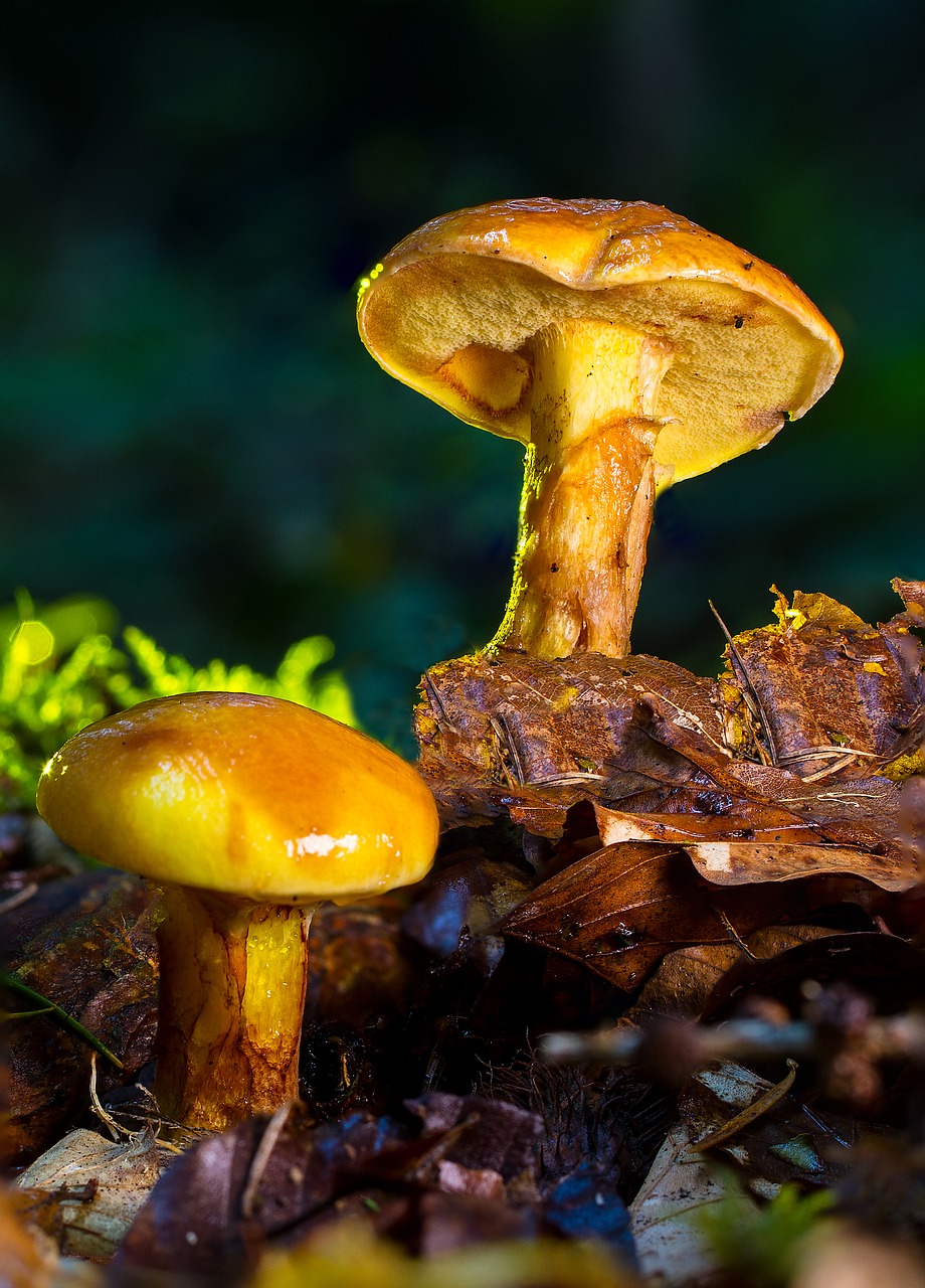 Image - mushroom suillus grevillei yellow