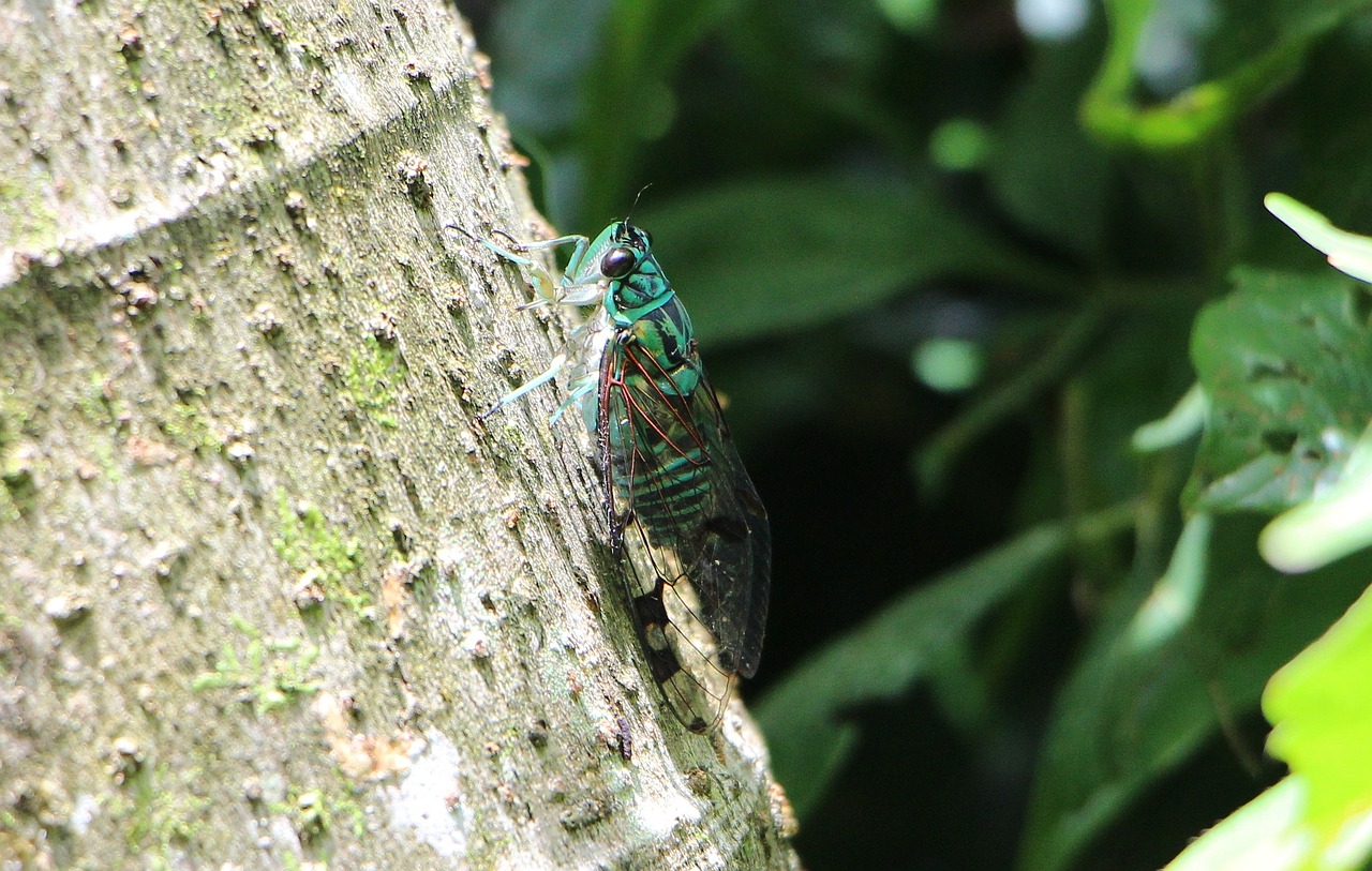 Image - cicada insect green according to