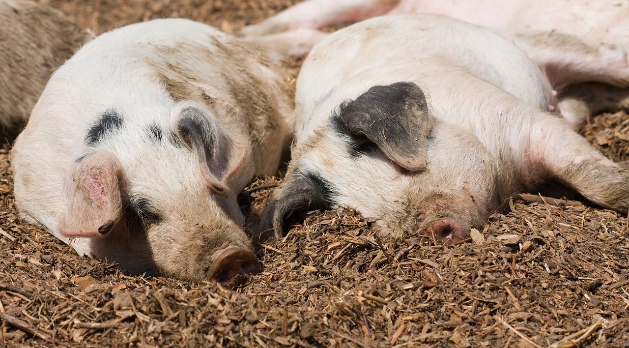 Image - piglet piglets pig pigs animal