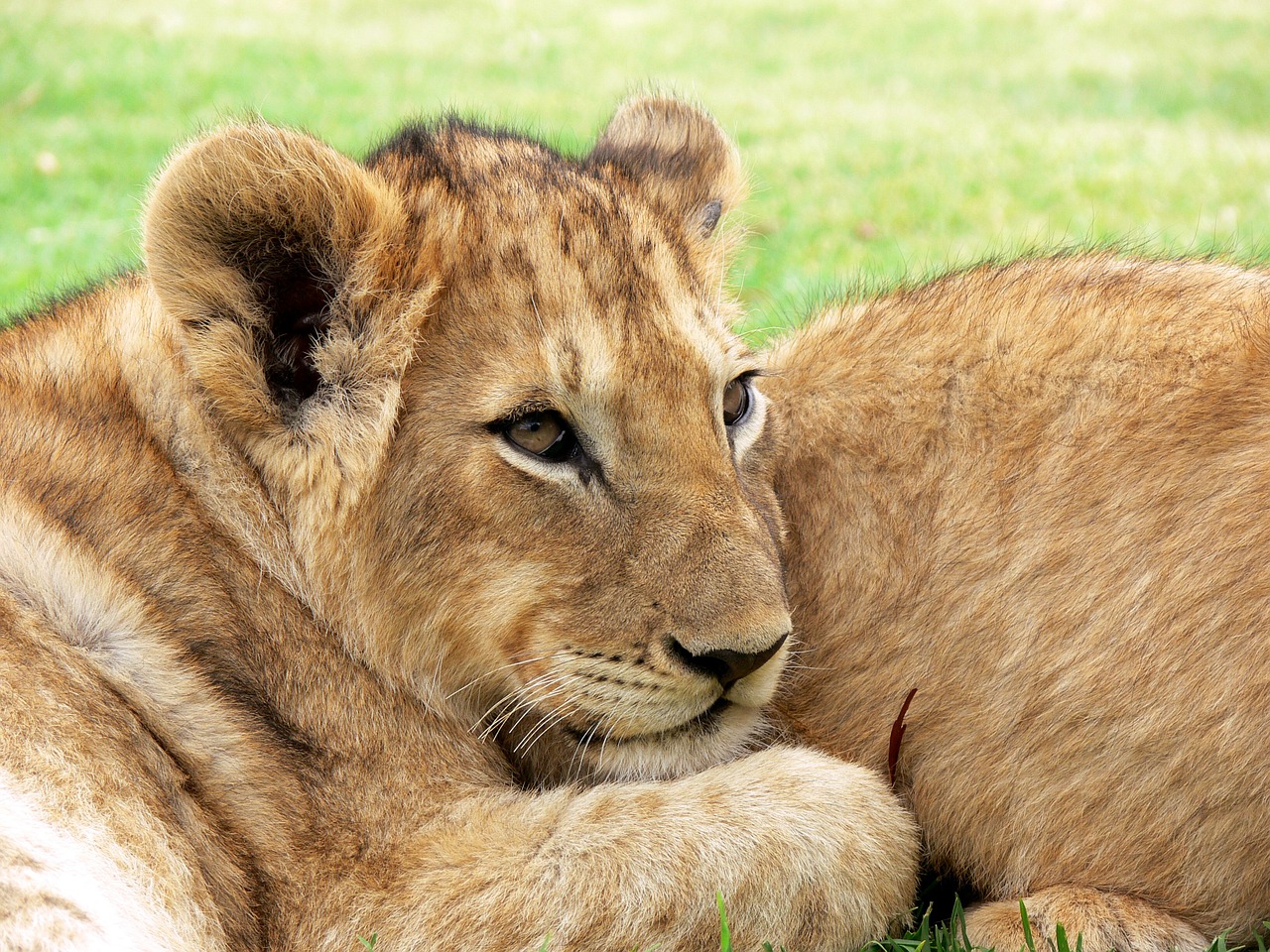 Image - lion lion cub cub big cat cuddled